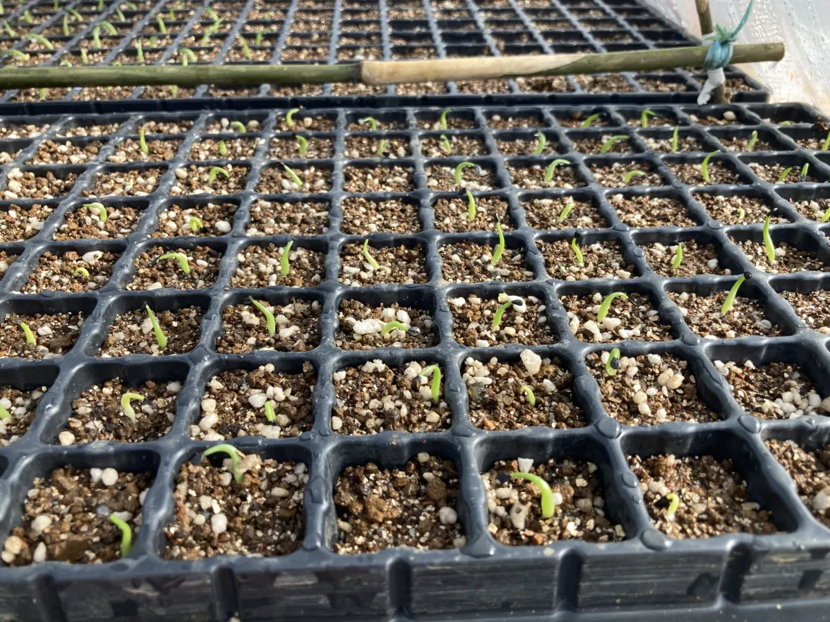 Agave horrida ssp. horrida (アガベ ホリダ)