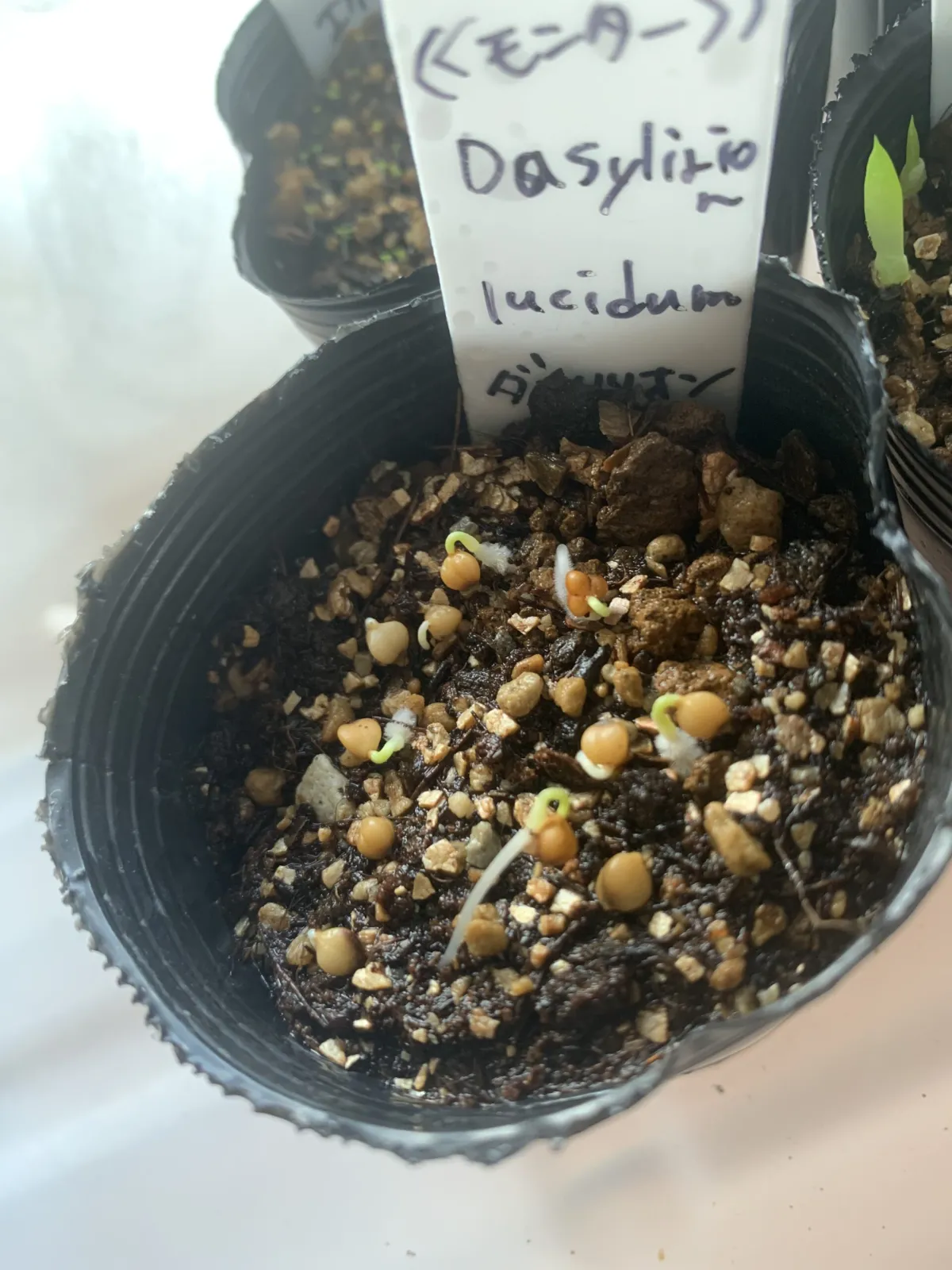 モニター種子　ダシリリオン