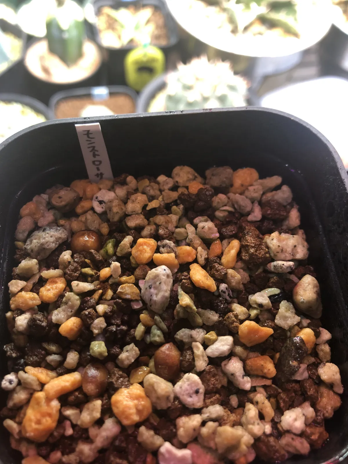 Commiphora monstruosa (コミフォラ モンストローサ)