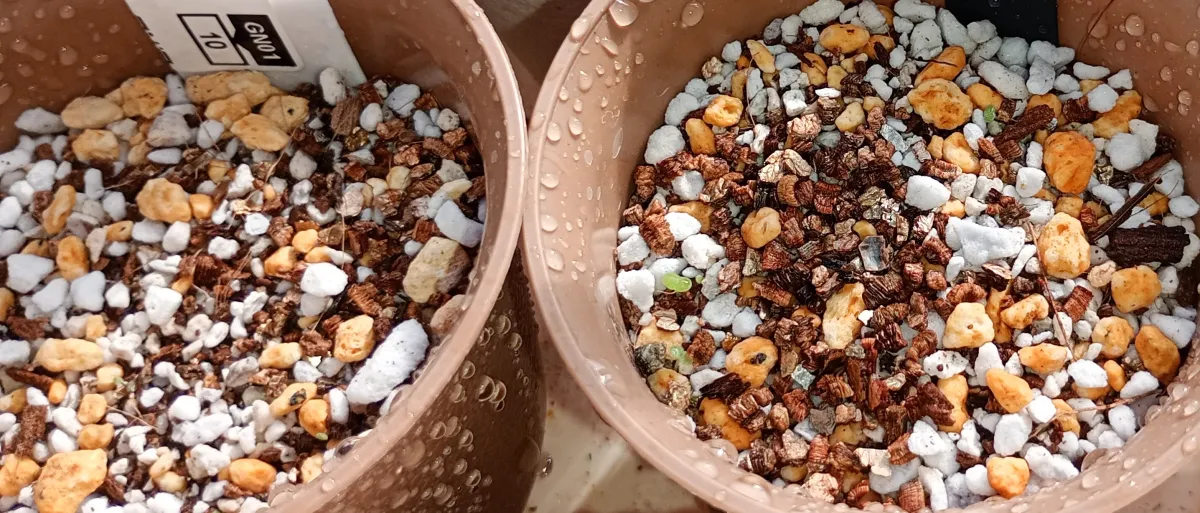 Aeonium aurea (グリーノビア オーレア)