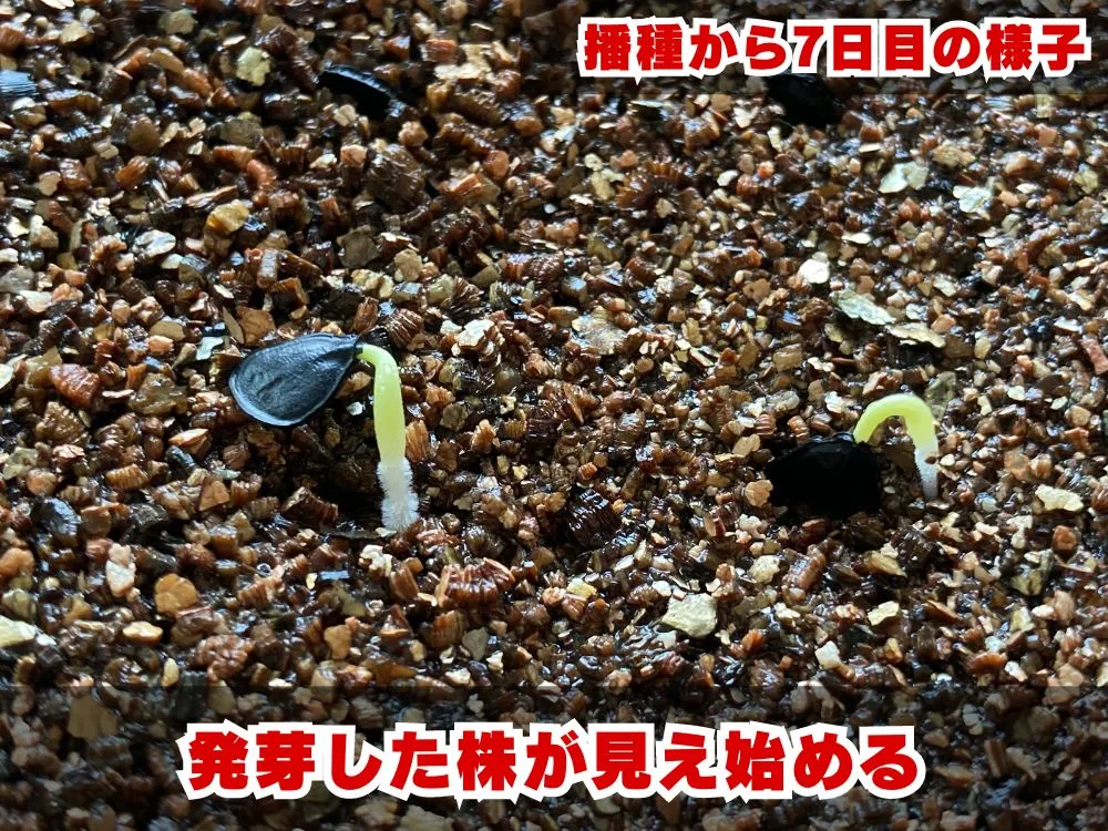 Agave potatorum Dwarf (アガベ ポタトラムドワーフ)