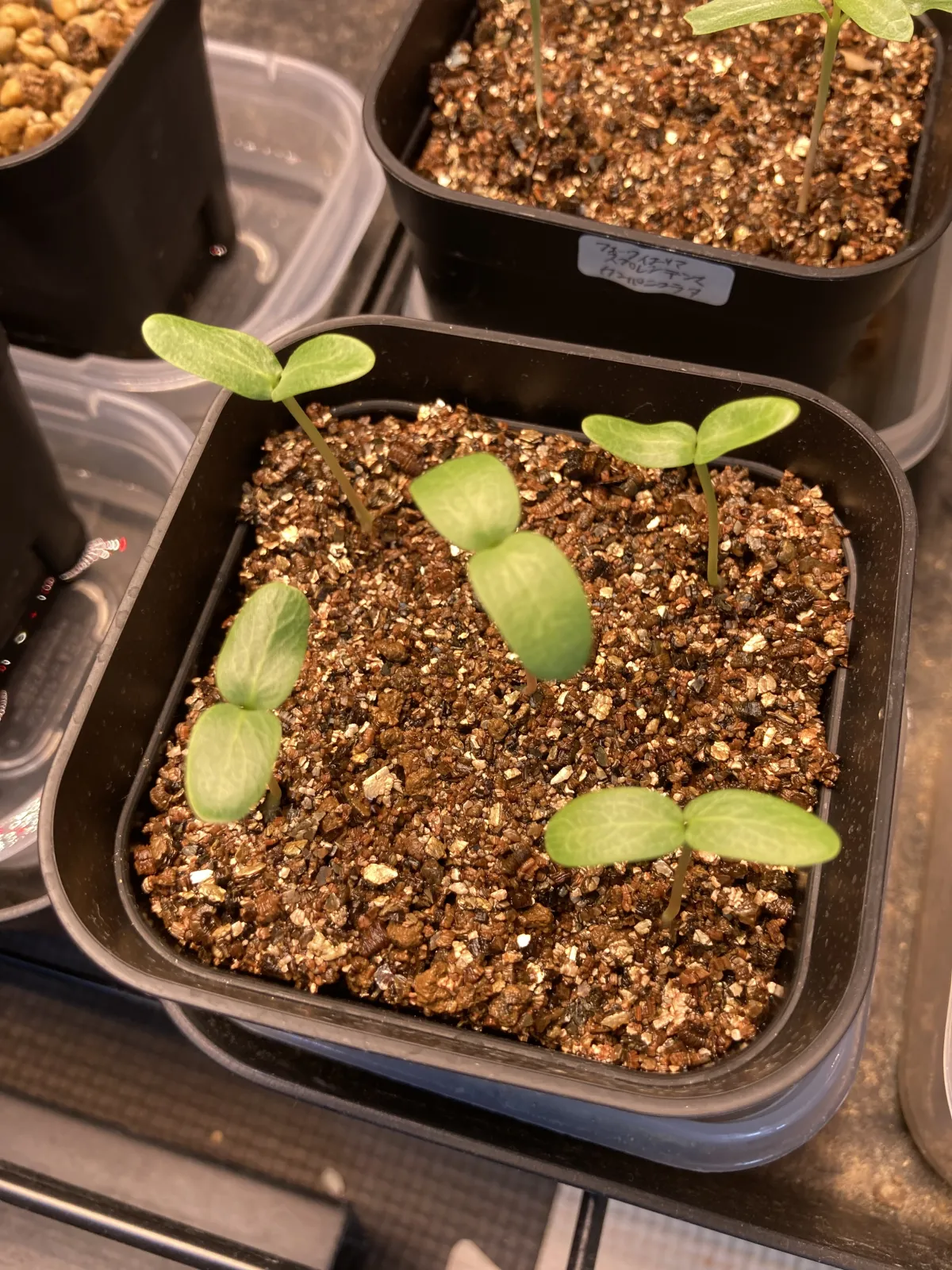 Fouquieria formosa (フォークイエリア フォルモサ)