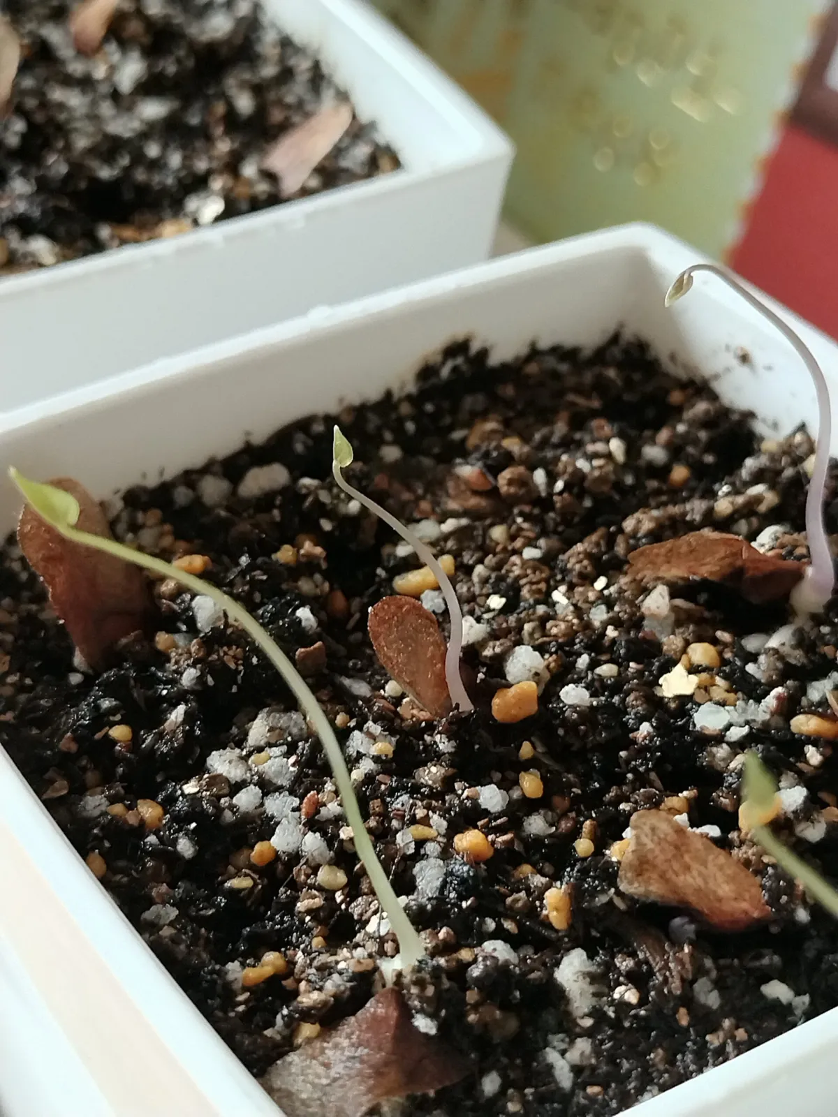 Dioscorea elephantipes (ディオスコレア エレファンティペス アフリカ亀甲竜)