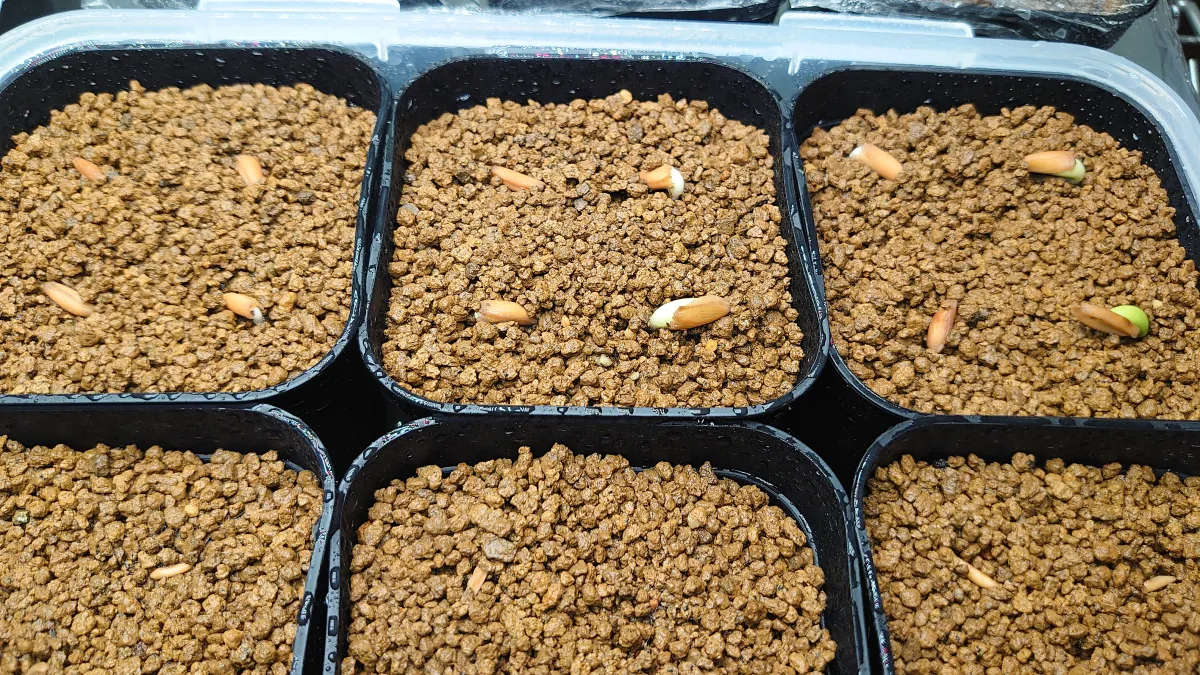 Adenium arabicum (アデニウム アラビカム)