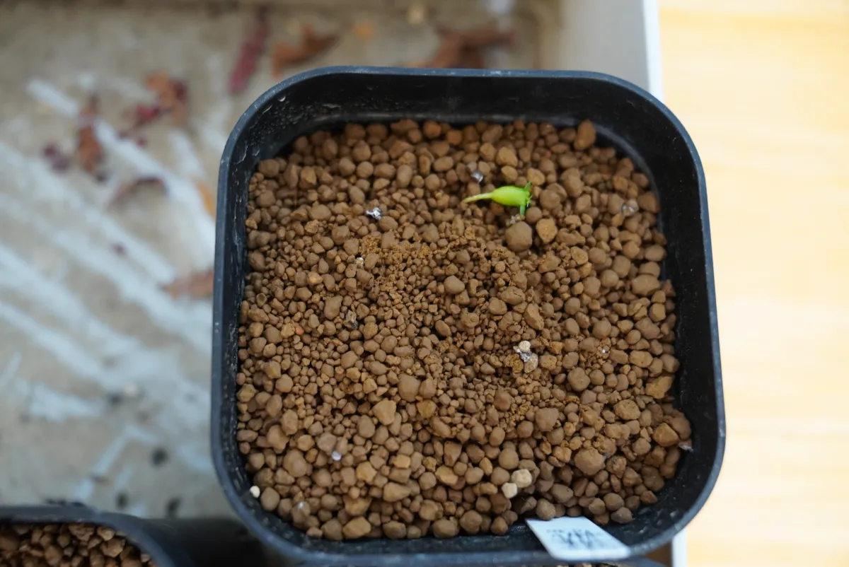 Euphorbia squarrosa (ユーフォルビア スクアローサ)