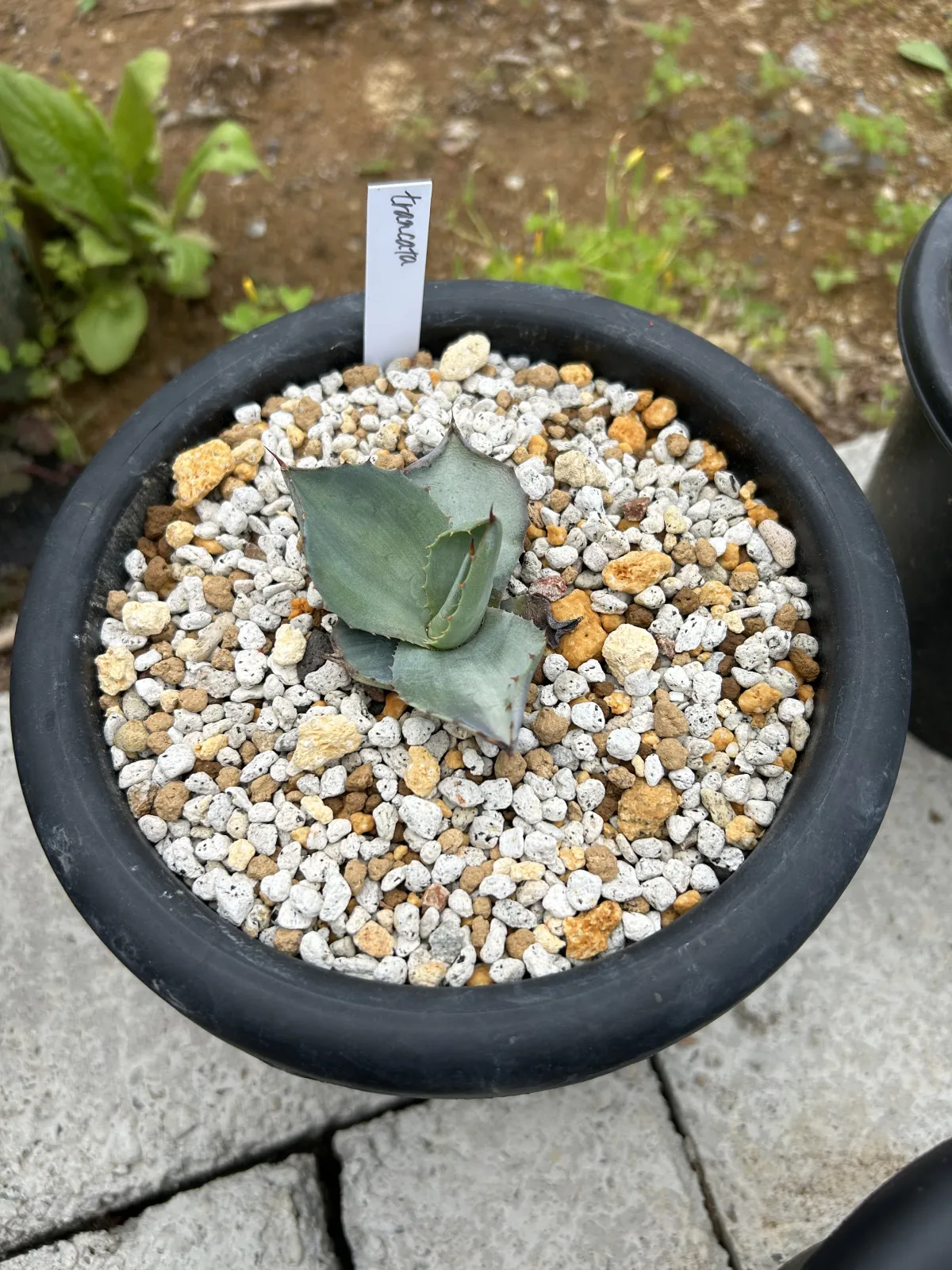 Agave parryi var. truncata (アガベ パリー トランカータ)