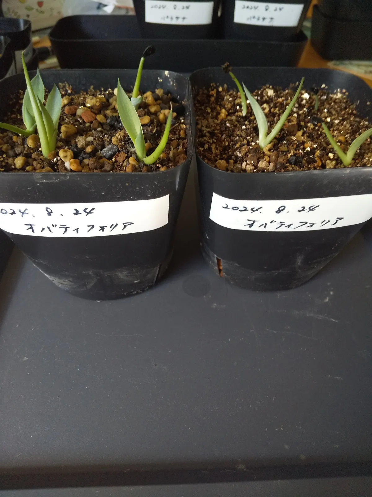 Agave ovatifolia (アガベ オバティフォリア)