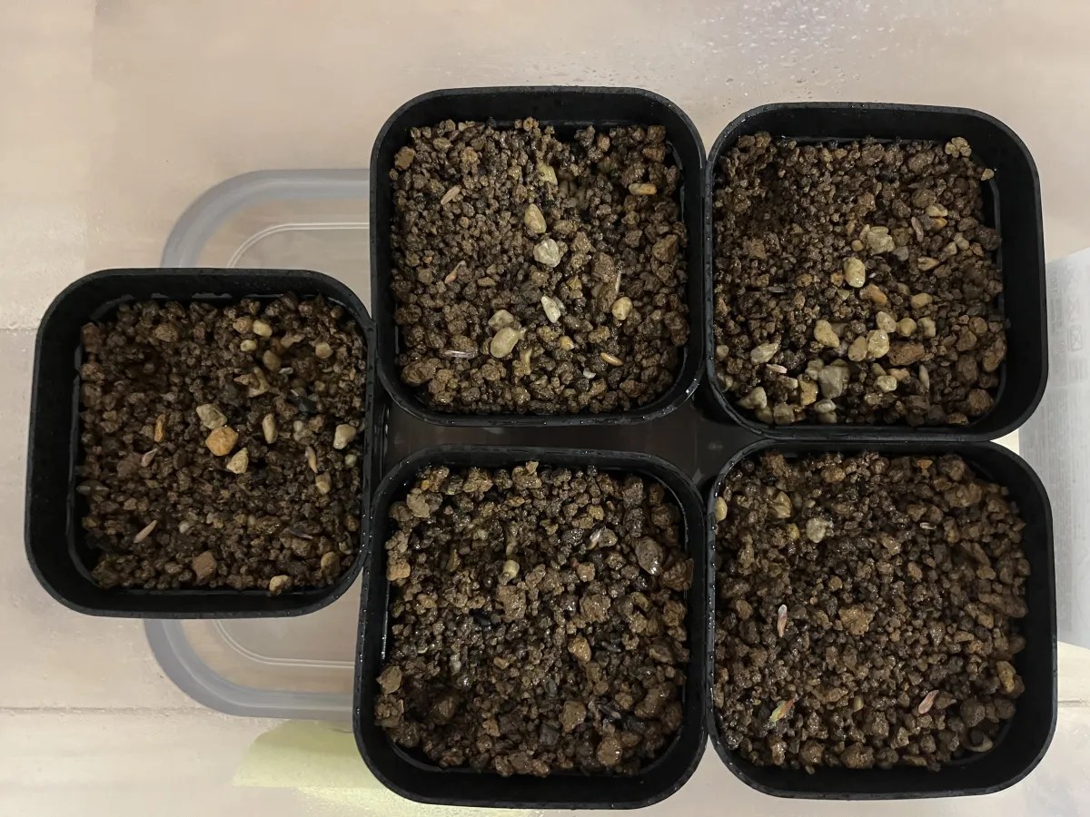 [無料種子] 発芽難 パキポディウム グラキリス　 Pachypodium rosulatum var. gracilius