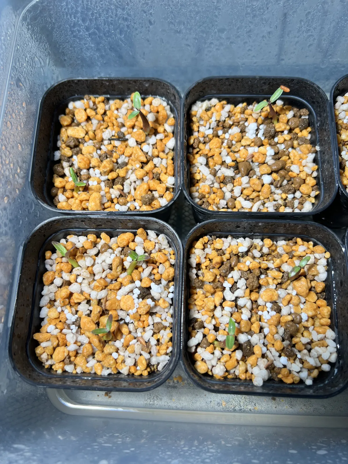 Pachypodium rosulatum var. gracilius (パキポディウム グラキリス)