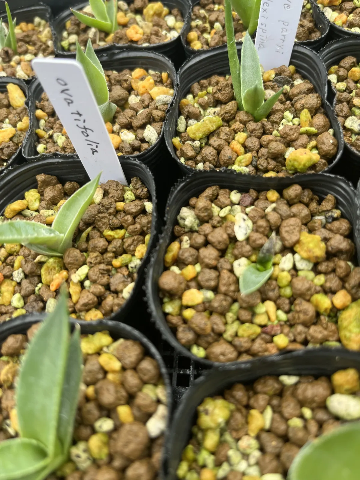 Agave ovatifolia (アガベ オバティフォリア)