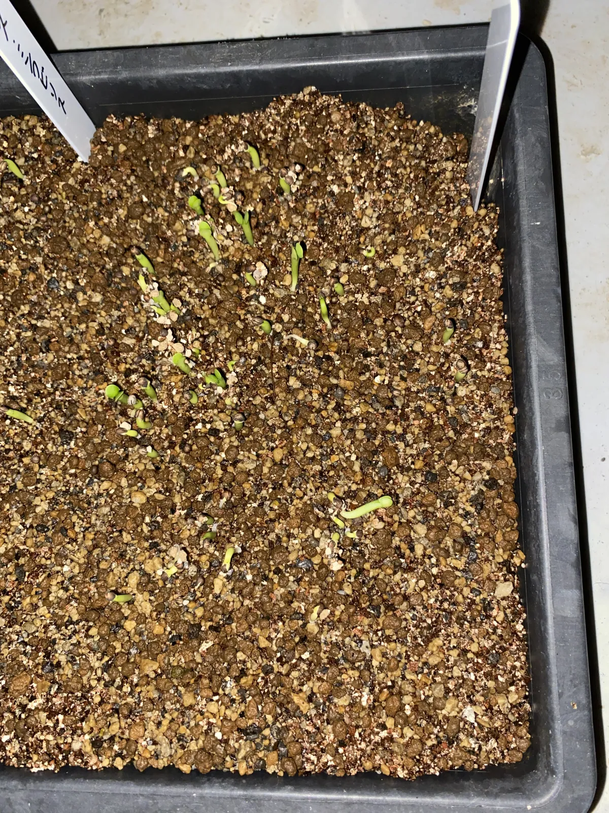 Euphorbia grandicornis subsp. grandicornis (ユーフォルビア グランディコルニス)