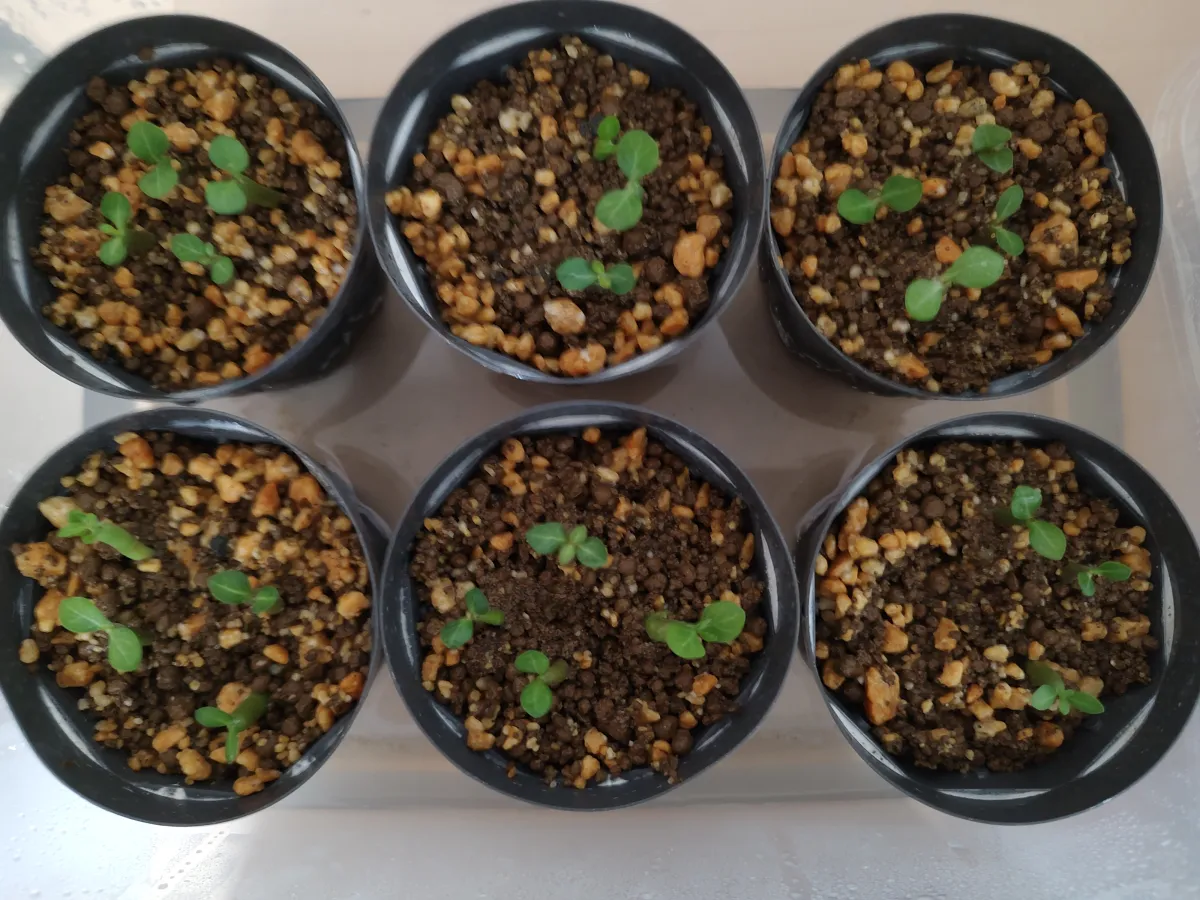 Adenium obesum (アデニウム オベスム)