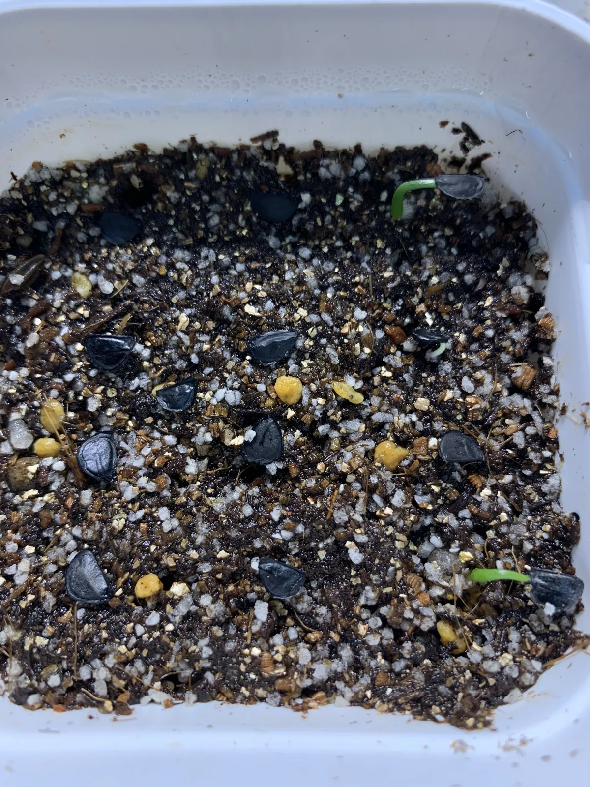 Agave chiapensis (アガベ チアペンシス)