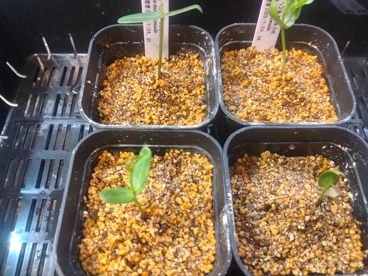 Senna meridionalis (センナ メリディオナリス)