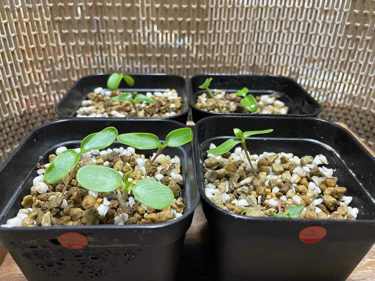 Fouquieria formosa (フォークイエリア フォルモサ)