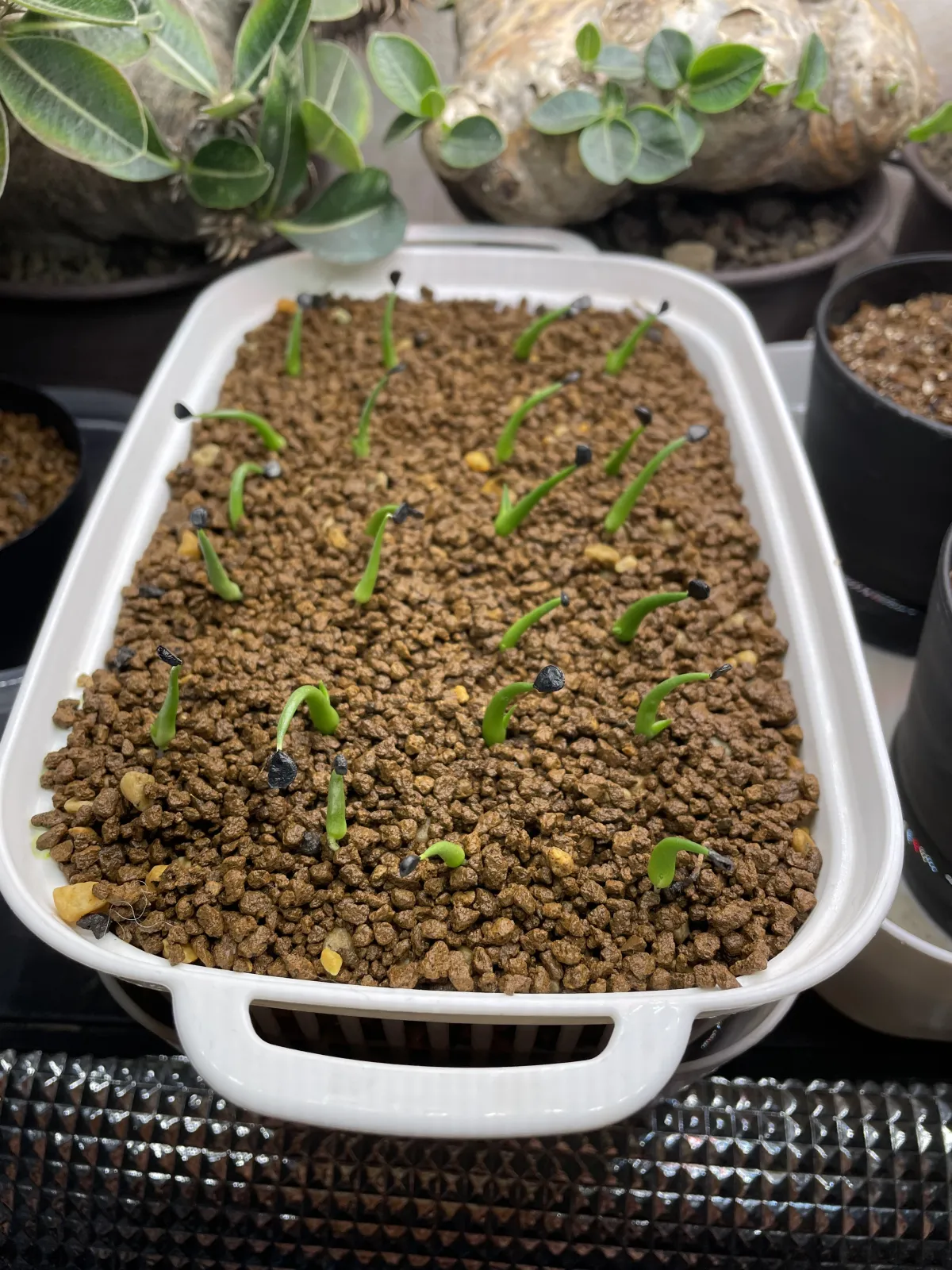 Agave utahensis var. eborispina (アガベ エボリスピナ)