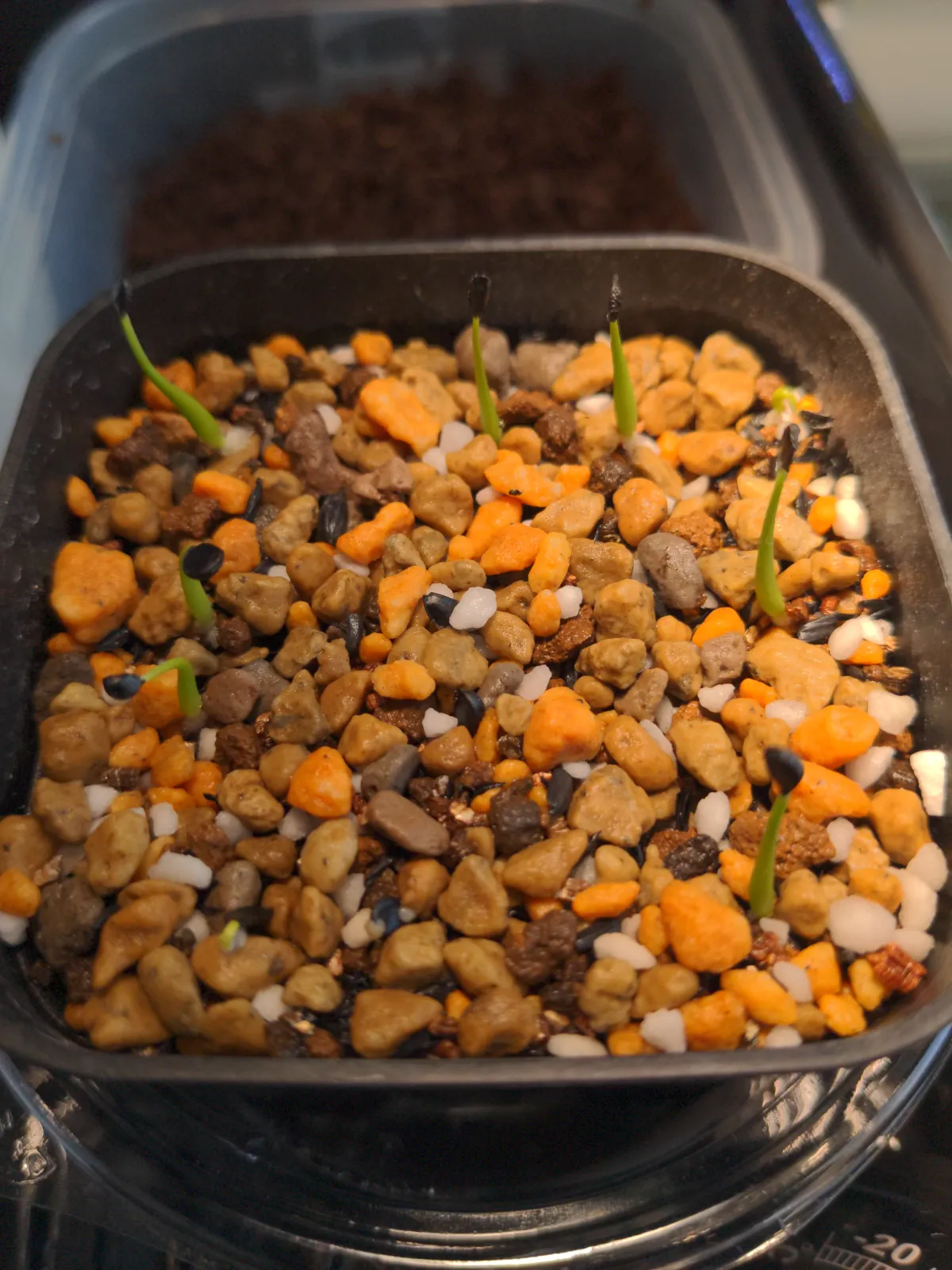 Agave utahensis var. eborispina (アガベ エボリスピナ)