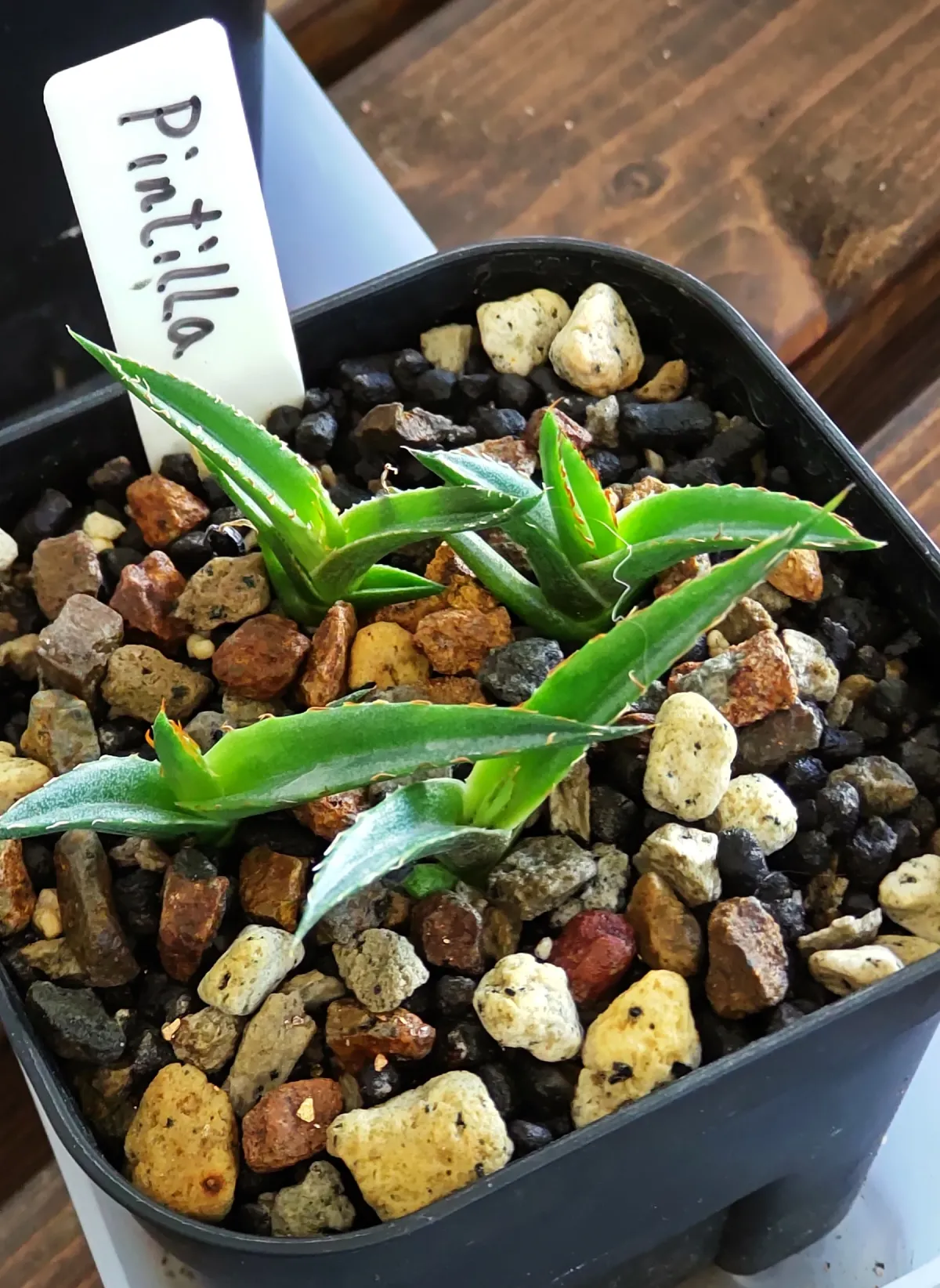 Agave pintilla (アガベ ピンティラ)