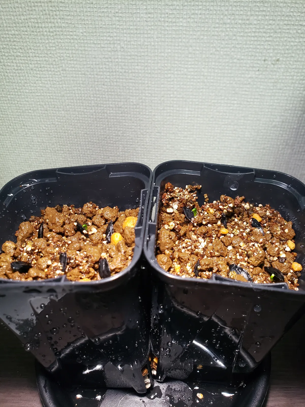 Xanthorrhoea brunonis subsp. brunonis (ザントロエア ブルーノニス)