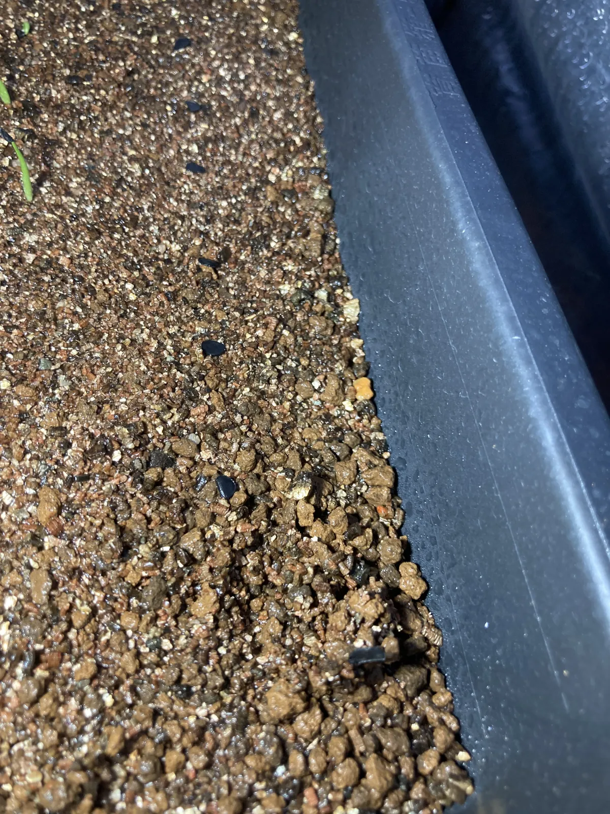 Agave doctorensis (アガベ ドクトレンシス)