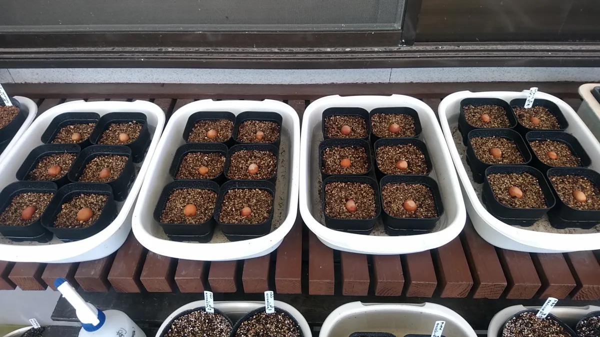 Dioon edule (ディオーン エデューレ)