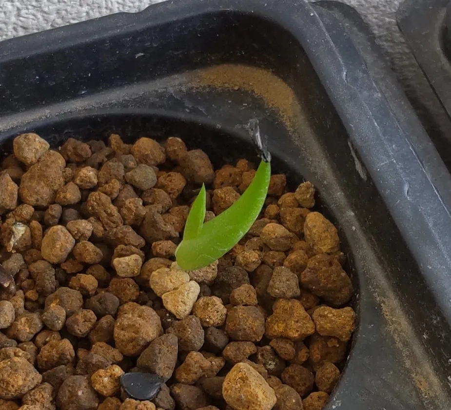 Agave nickelsiae (アガベ ニッケルシー)