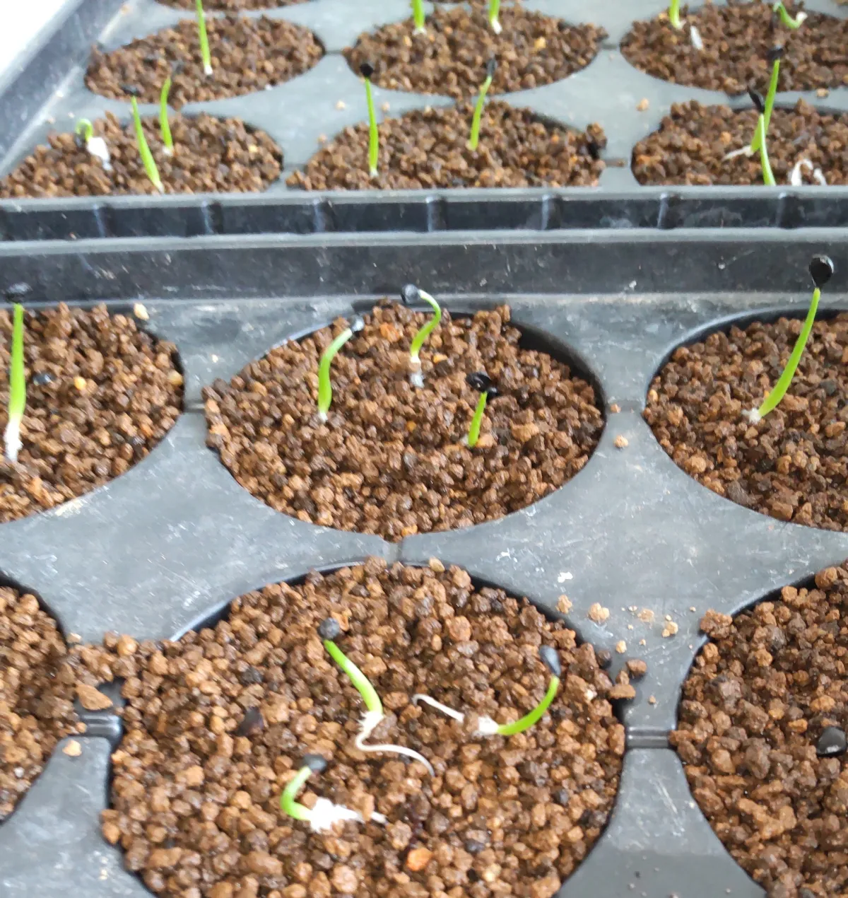 Agave utahensis var. nevadensis (アガベ ユタエンシス ネヴァデンシス)