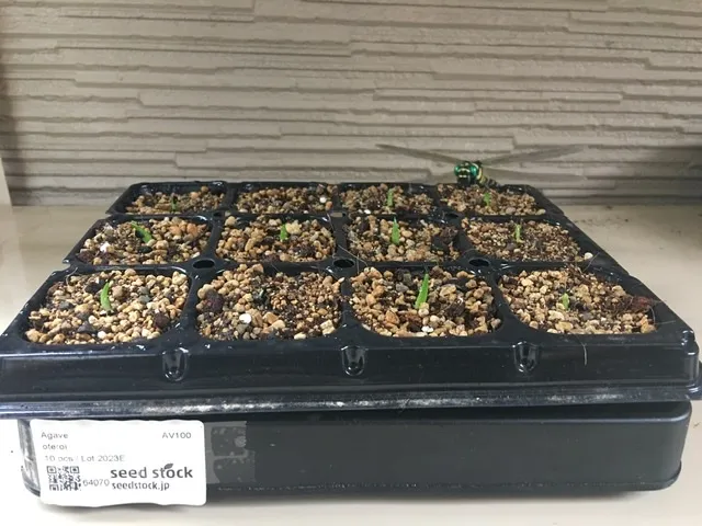 Agave oteroi (アガベ オテロイ)