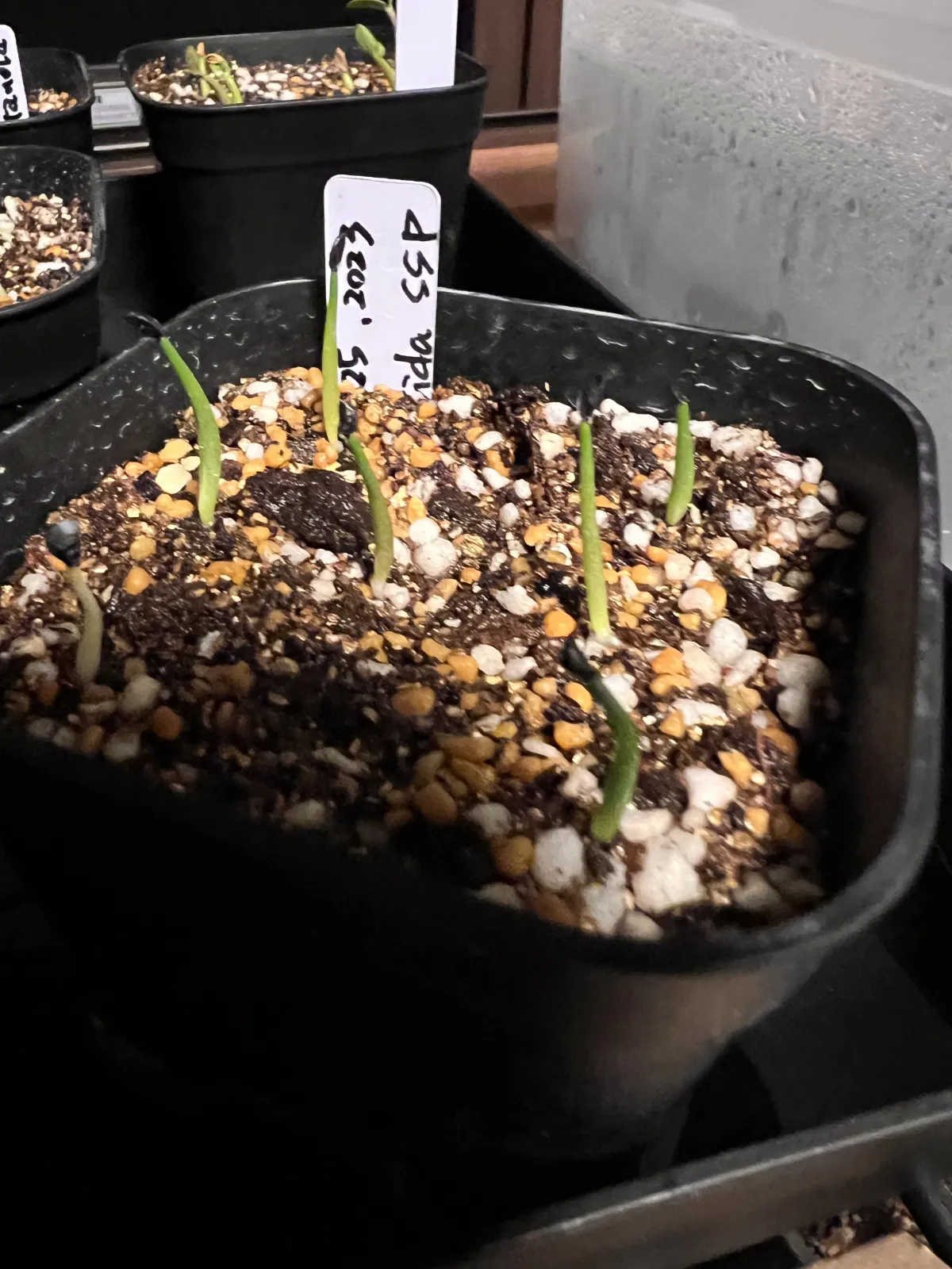 Agave horrida ssp. horrida (アガベ ホリダ)