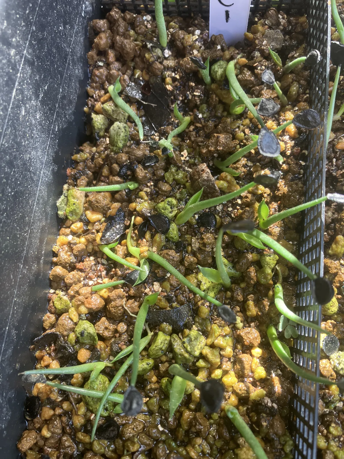 Agave wocomahi (アガベ ワコマヒー)