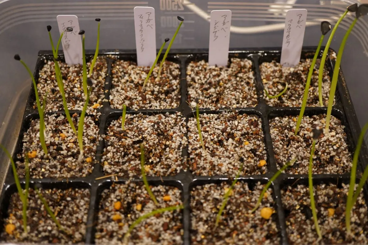 Agave schidigera (アガベ シジゲラ)