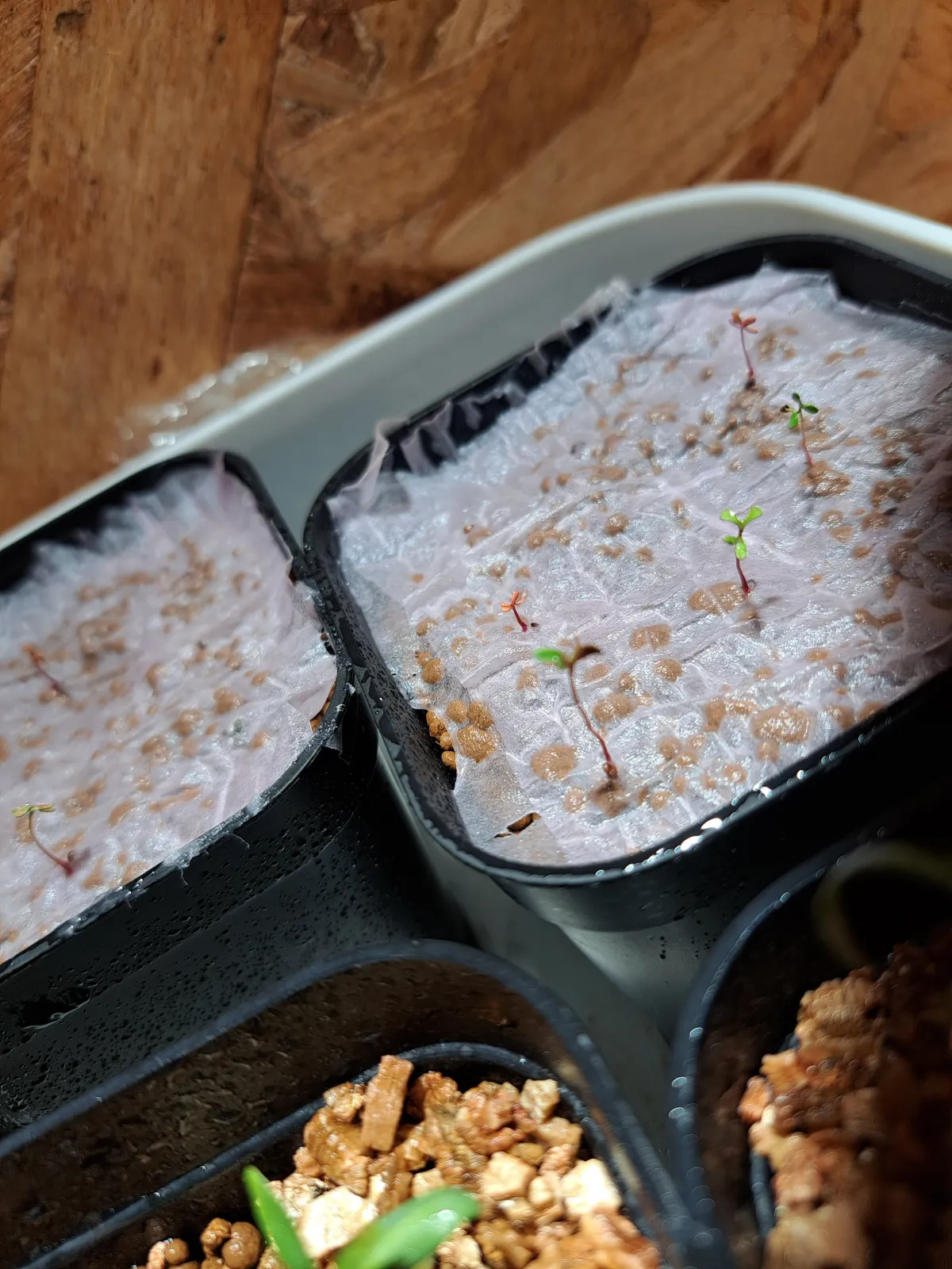 Eucalyptus websteriana Heart Leaf Eucalyptus (ユーカリ ウェブステリアナ)