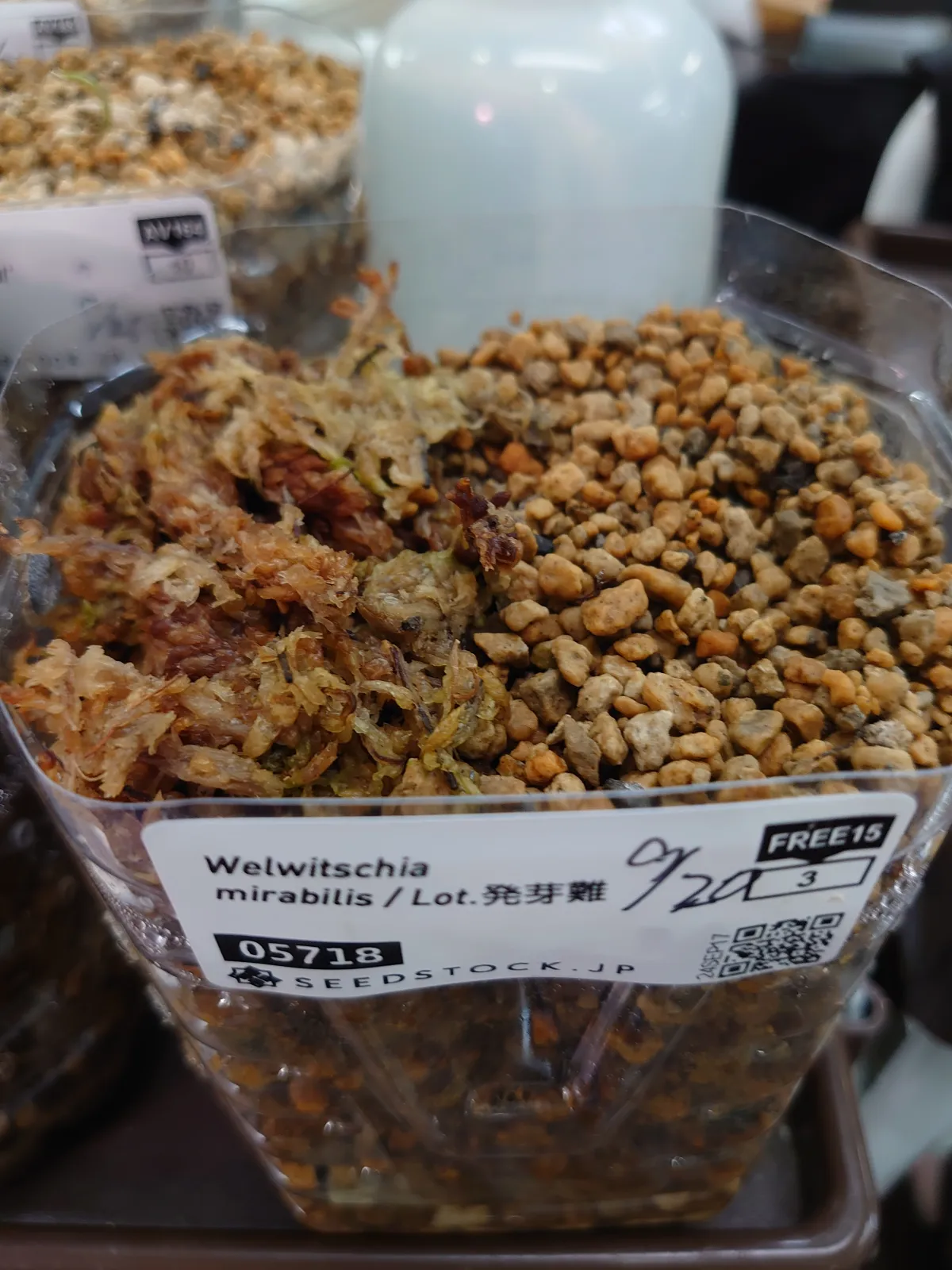 [無料種子/発芽難ロット] ウェルウィッチア ミラビリス 奇想天外 Welwitschia mirabilis