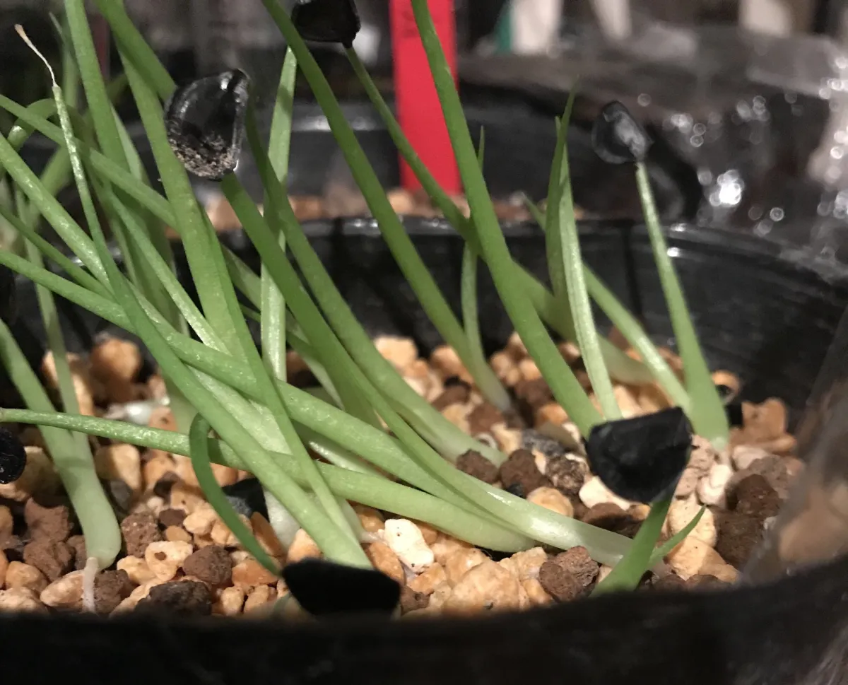 Agave sebastiana (アガベ セバスティアーナ)