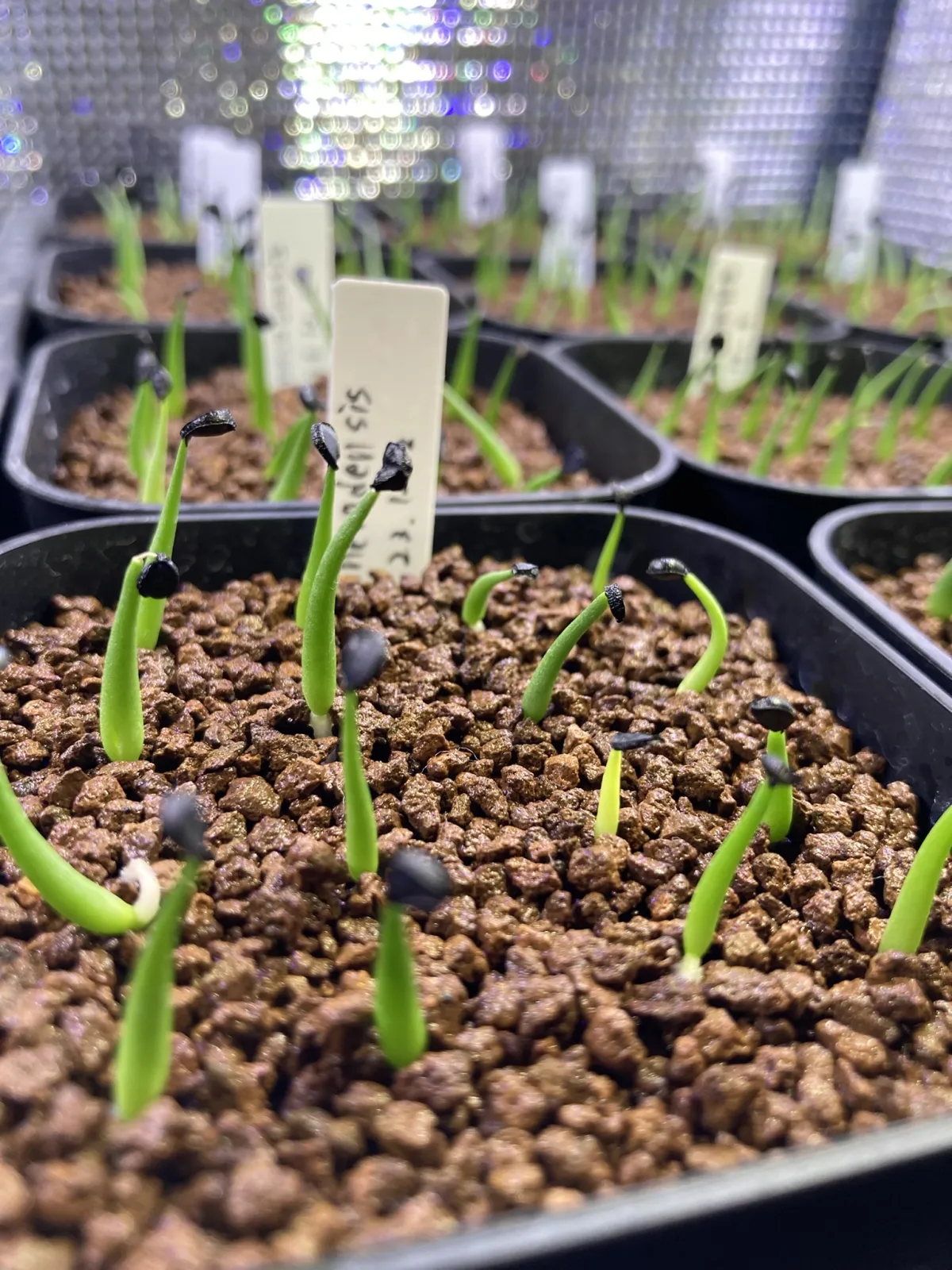 Agave utahensis var. nevadensis (アガベ ユタエンシス ネヴァデンシス)