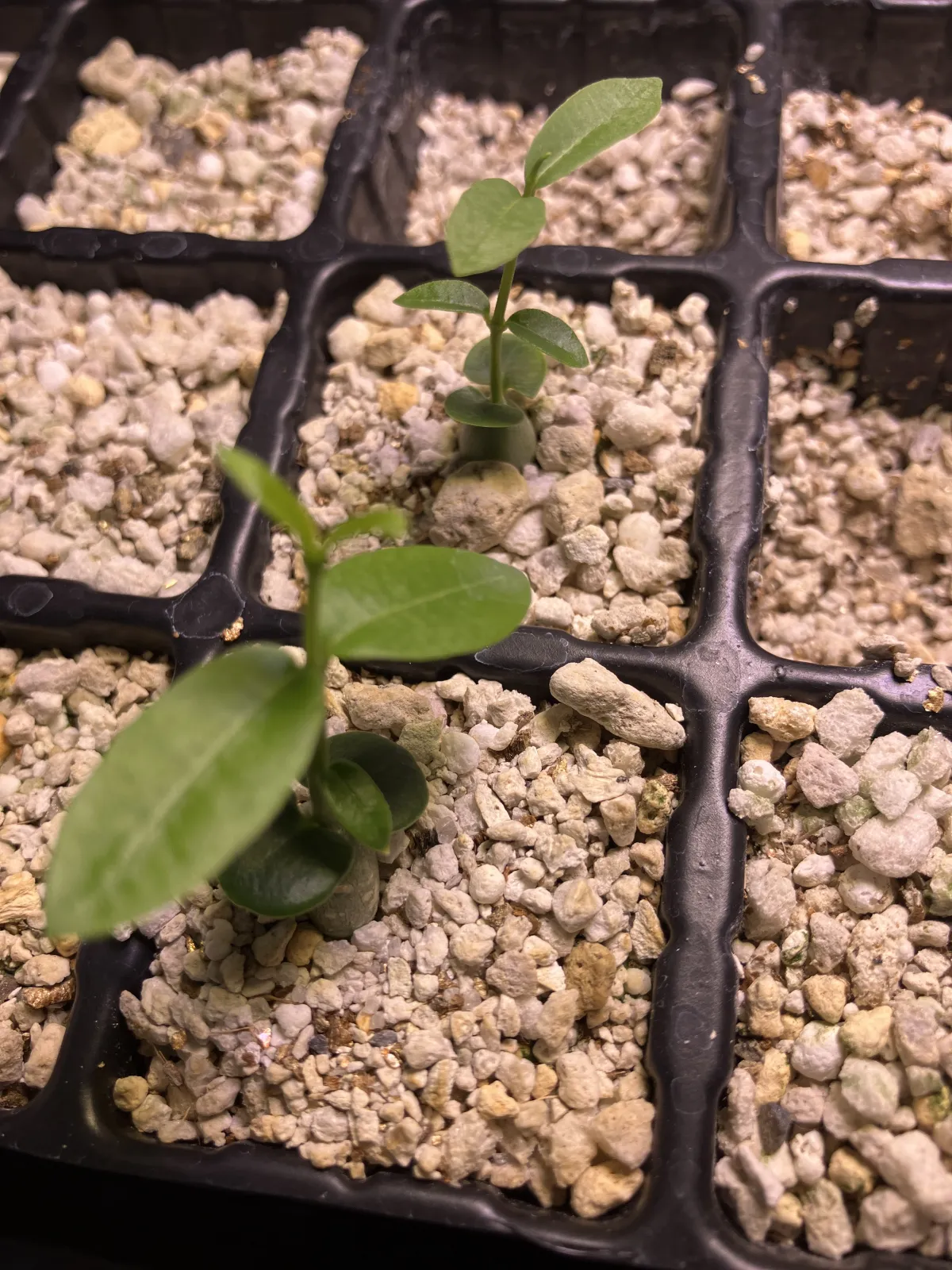 Fockea edulis (フォッケア 火星人)