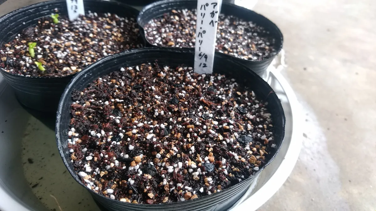 Agave parryi subsp. parryi (アガベ パリー)