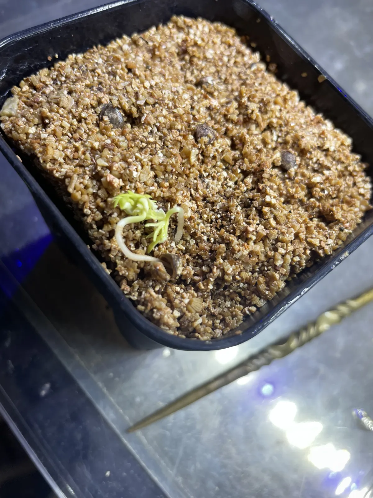 Bursera fagaroides (ブルセラ ファガロイデス)