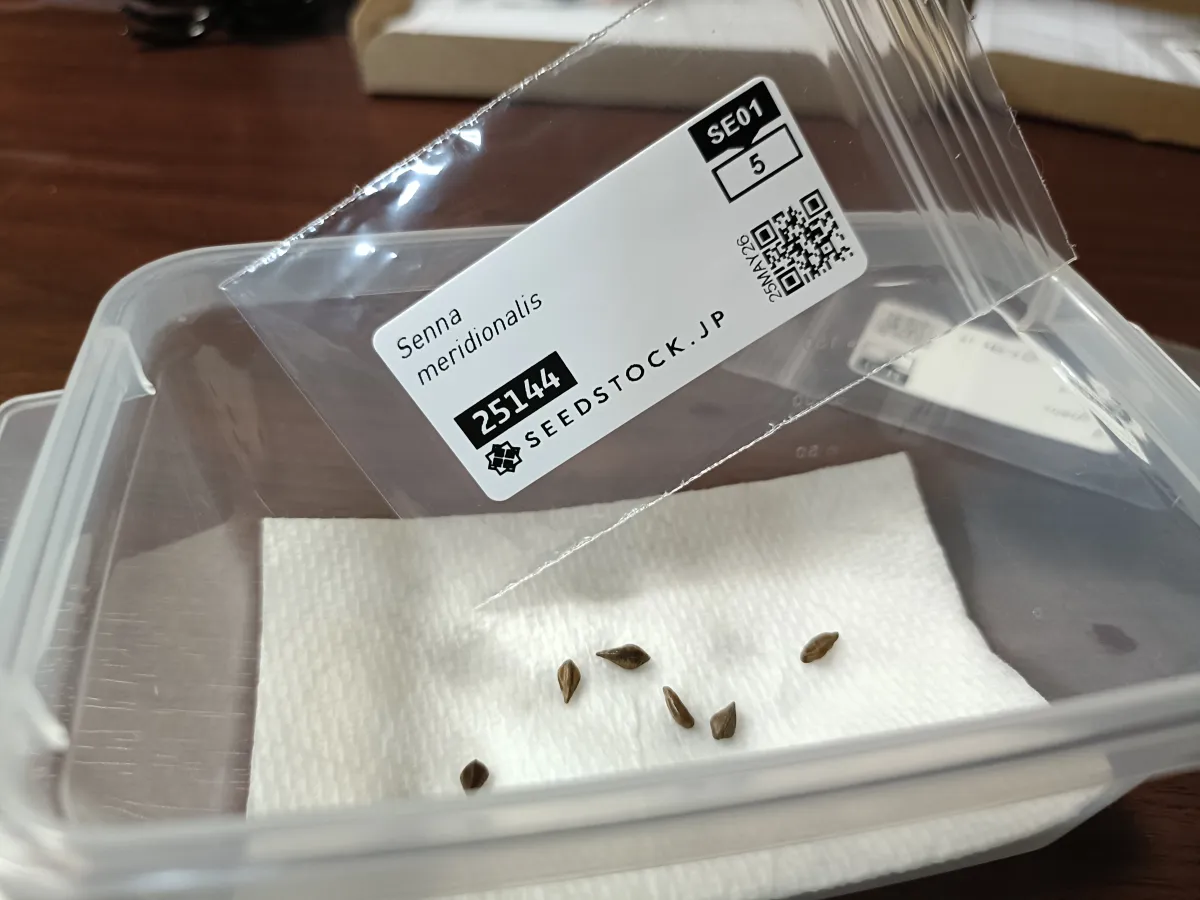 Senna meridionalis (センナ メリディオナリス)