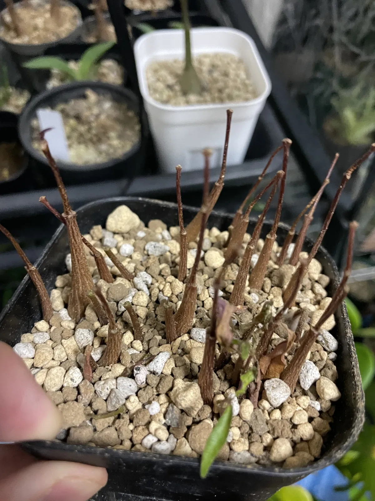 Petopentia natalensis (ペトペンチア ナタレンシス)