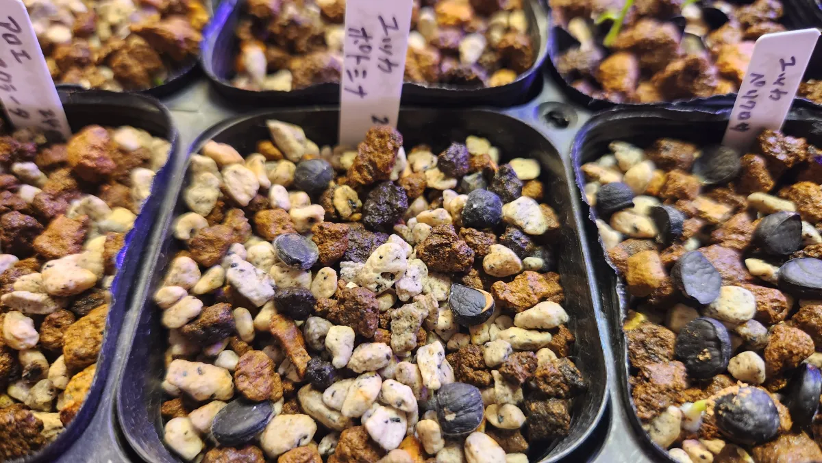 Yucca potosina (ユッカ ポトシナ)