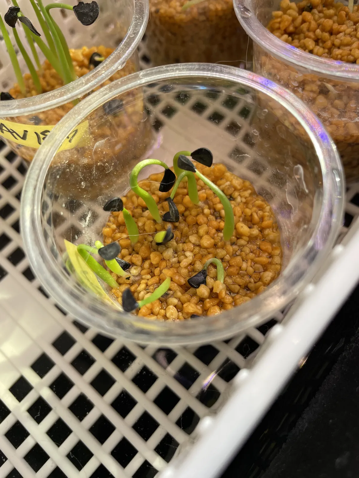 Agave schottii var. schottii (アガベ ショッティ)