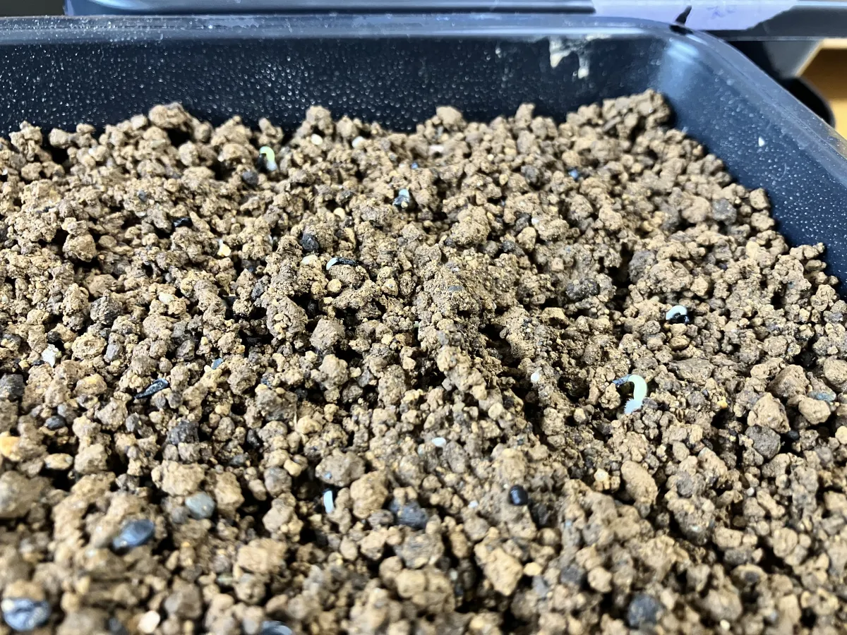 Agave oteroi (アガベ オテロイ)