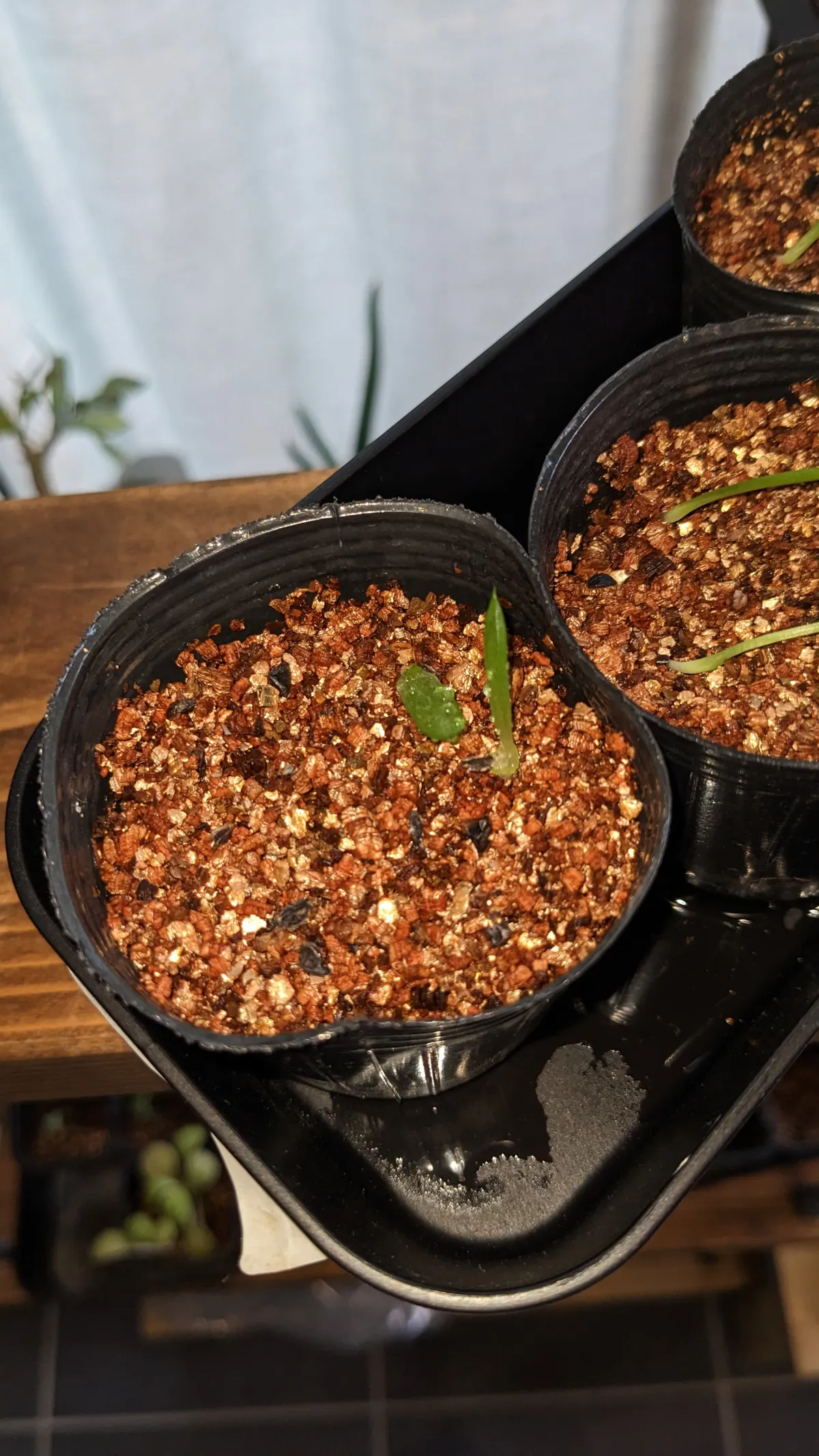 Aloe ferox (アロエ フェロックス)