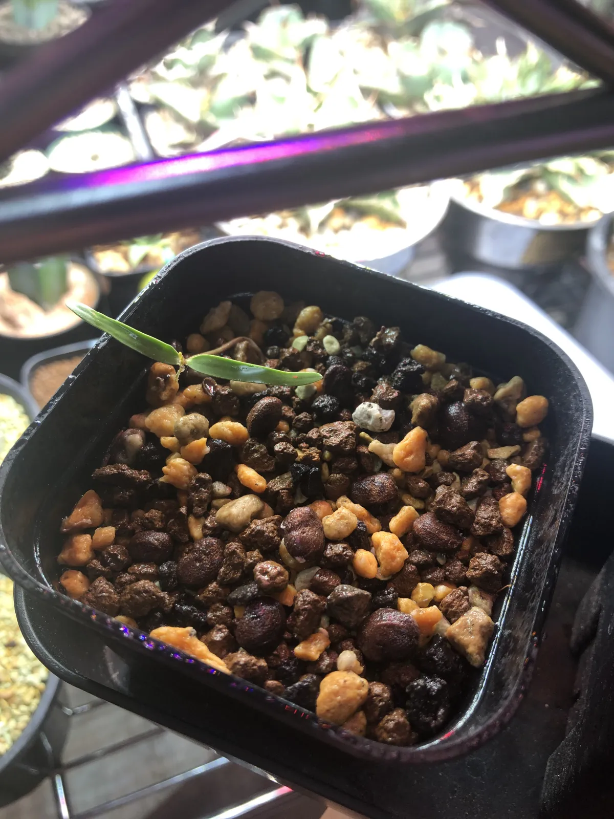 Operculicarya sp (オペルクリカリア)