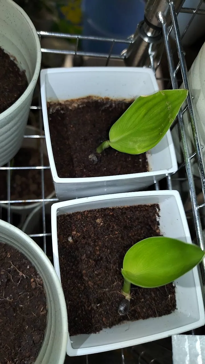 Strelitzia reginae (ストレリチア レジーナ)