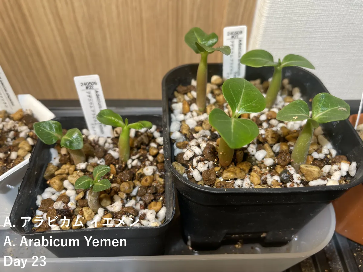 Adenium arabicum (アデニウム アラビカム イエメン)
