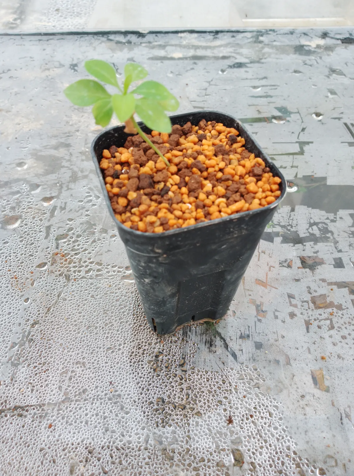 Fouquieria formosa (フォークイエリア フォルモサ)