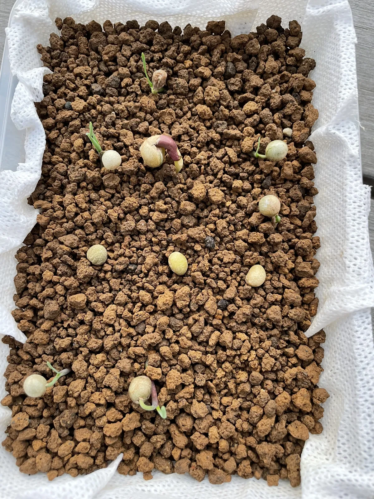 Boophone disticha (ブーファン ディスティカ)