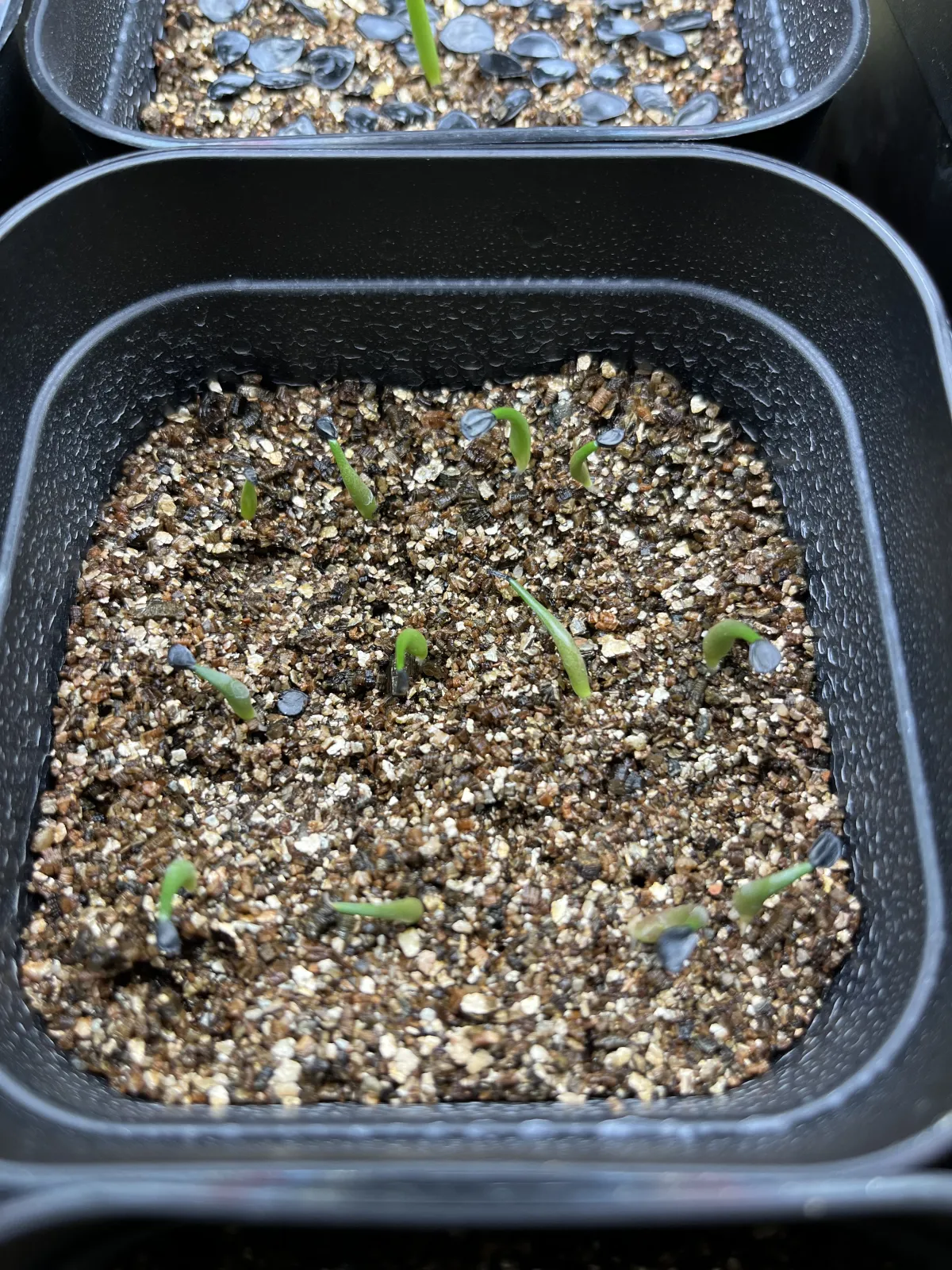 Agave horrida ssp. horrida (アガベ ホリダ)